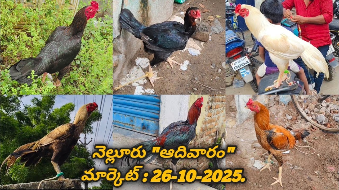 Nellore Sunday Kolla Market. :  26-10-2025, #nelloresundaykollamarket  #venkyberasatv #aseelmarket