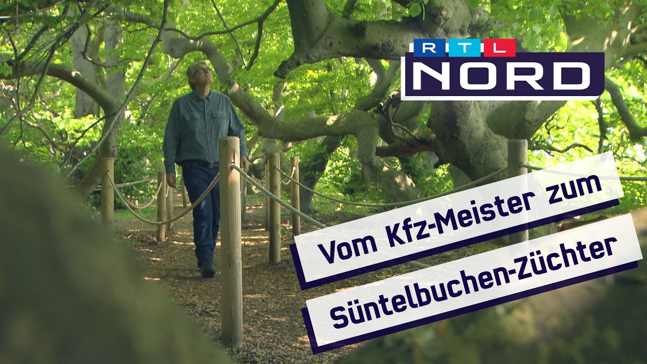 Seltene Süntelbuchen werden in Bad Nenndorf gezüchtet