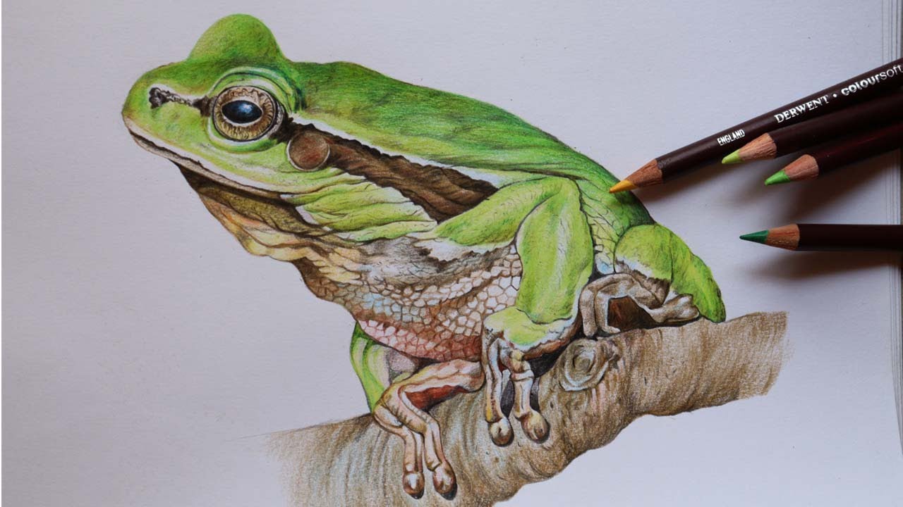 Frog Drawing in Color Pencils | How to Draw a Frog | Derwent Coloursoft Color Pencil