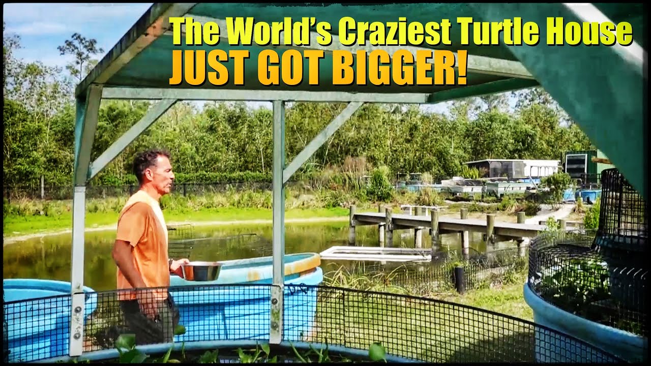 SO MANY TURTLES you've NEVER SEEN BEFORE!