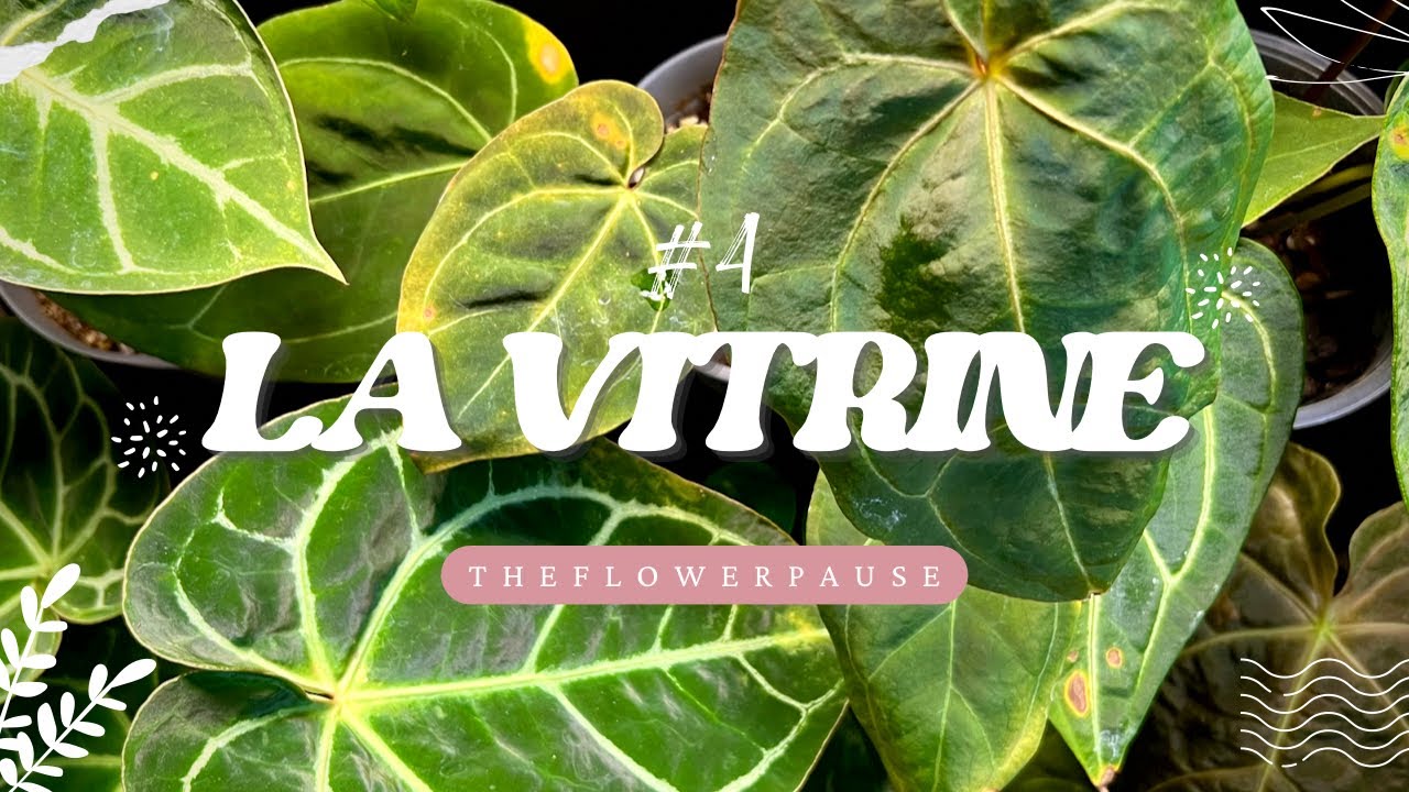 MA VITRINE A PLANTES #4: Réorganisation 🪴