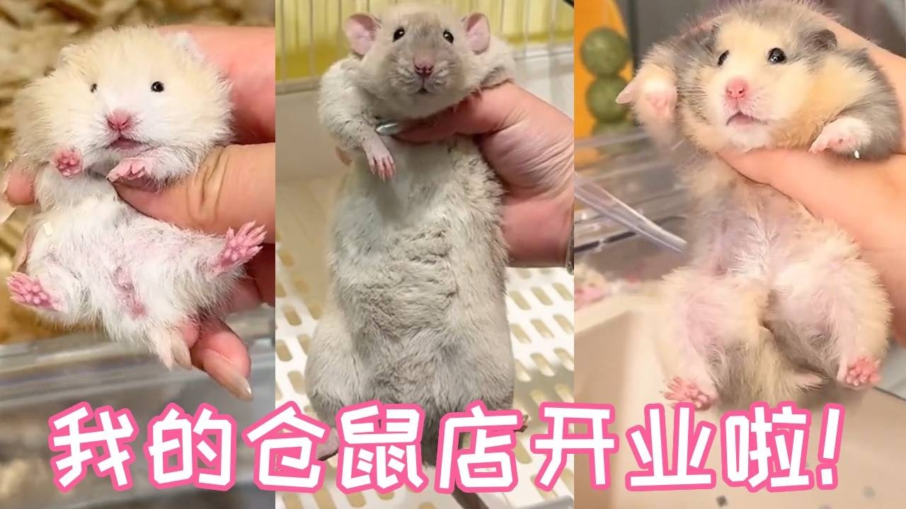 夢想成真！我的&ldquo;倉鼠秘密基地&rdquo;開張啦！快來看看我為鼠鼠們準備了什麼驚喜？🐹【一只笨鼠】#funny #food #animals #cute #pets #hamster #仓鼠