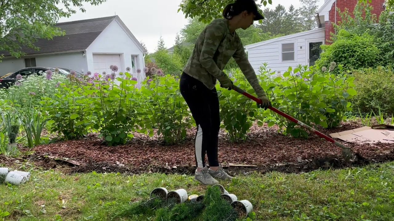 Planting a Formal Yew Hedge & Creating Catmint Streams // Garden Design Renovation // Northlawn