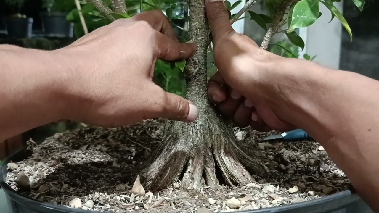 KIMENG UMUR SATU TAHUN PECAH BATANG. 