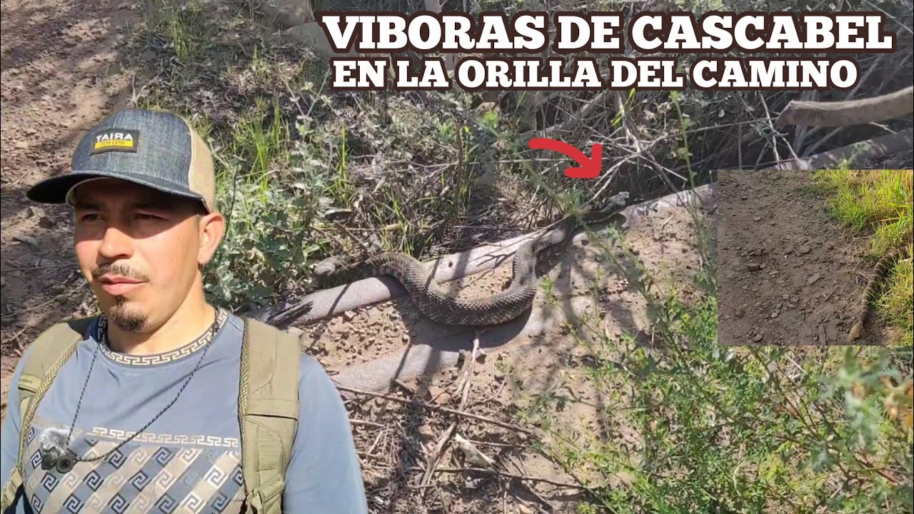 Viboras De Cascabel En El Camino 