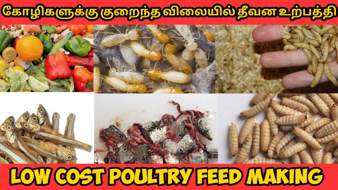low cost poultry feed in tamil|குறைந்த விலையில் கோழி தீவனம் தயாரிக்கும் முறைகள்