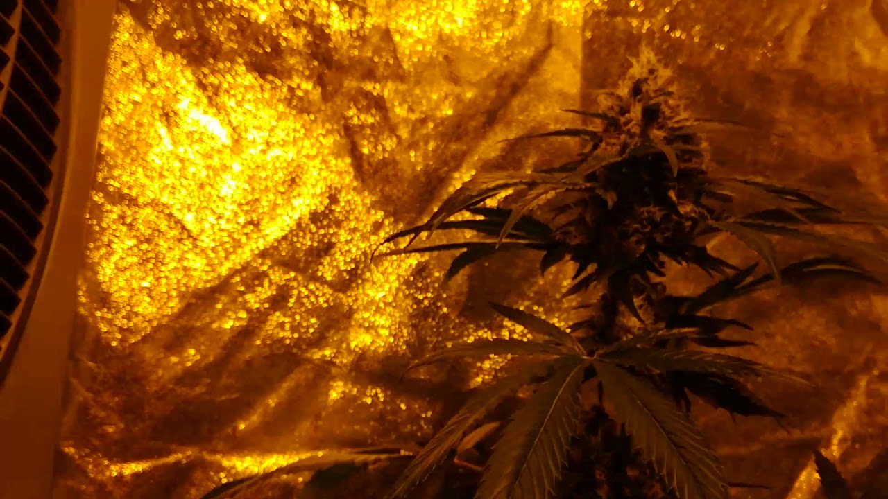 Pineapple Skunk