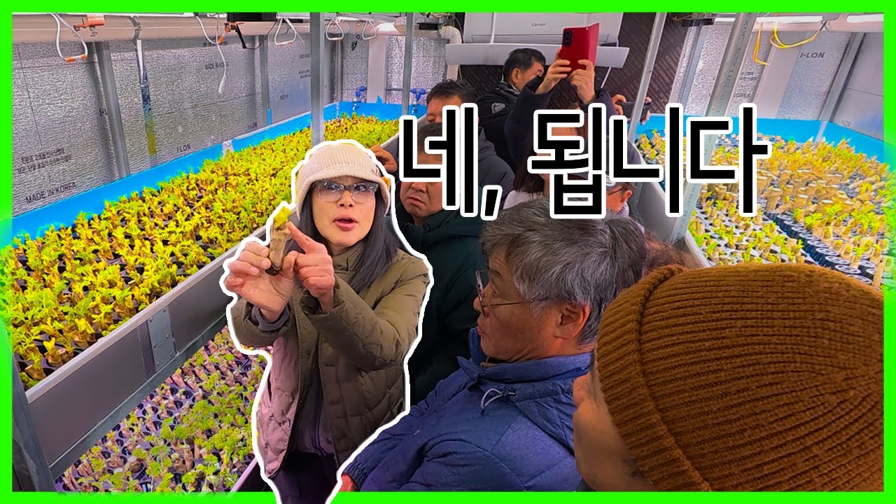 Q) 두릅나무는 다 되나요? 단마디촉성재배 실전강의