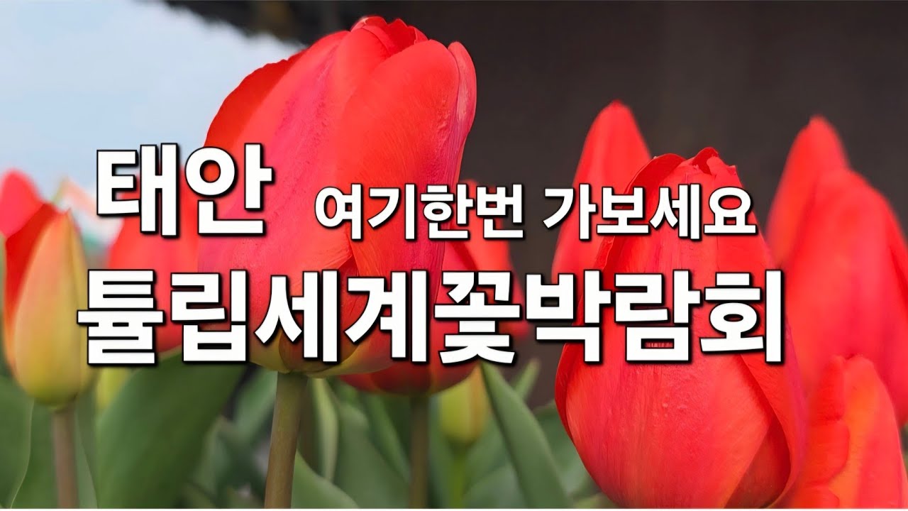 [Влог] Taean World Tulip Expo #PlacesToVisitInTaean #TaeanTravel #TaeanTulipFestival #Taean