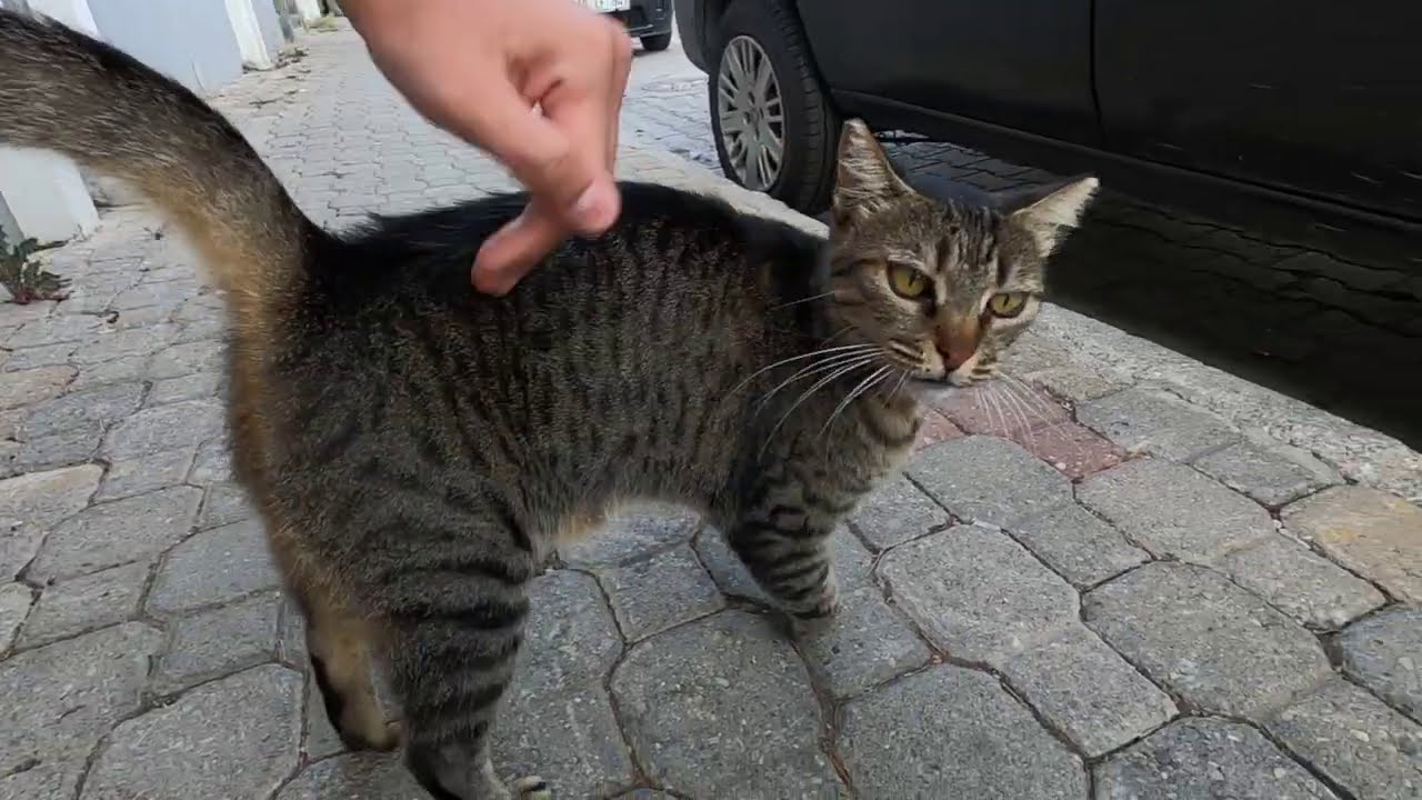 Полосатый кот ждет меня каждое утро в одном и том же месте