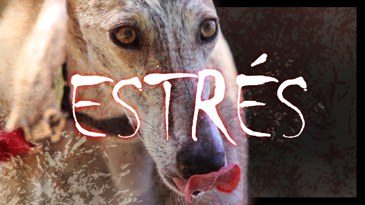 Estrés y su relación con el miedo en perros - Parte 3 - Eustrés y distrés