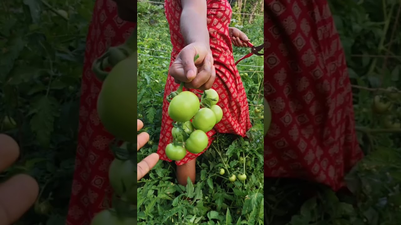 ജിനുമോനുള്ളത് കൊണ്ട് തക്കാളിവിളവെടുപ്പ് കളറായി😍😍