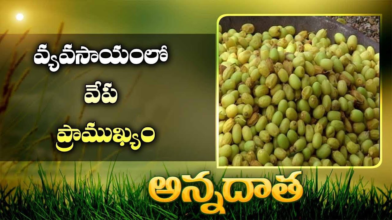 Neem | A Boon For Agriculture