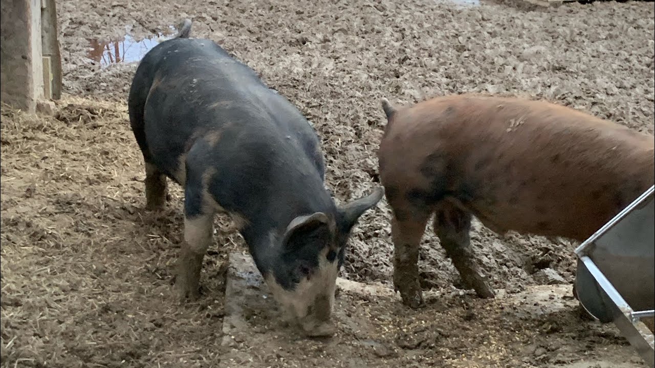 Moving pigs around