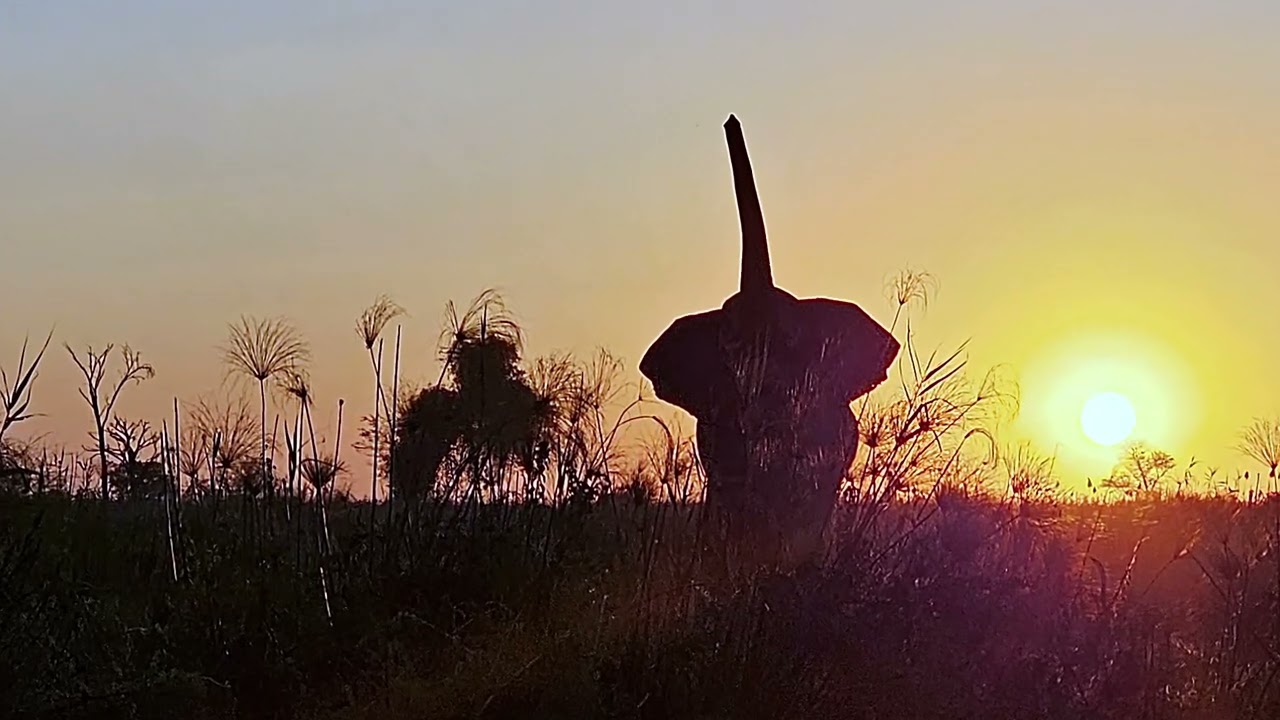 2023 SAFARI OKAVANGO DELTA MOREMI BOTSWANA