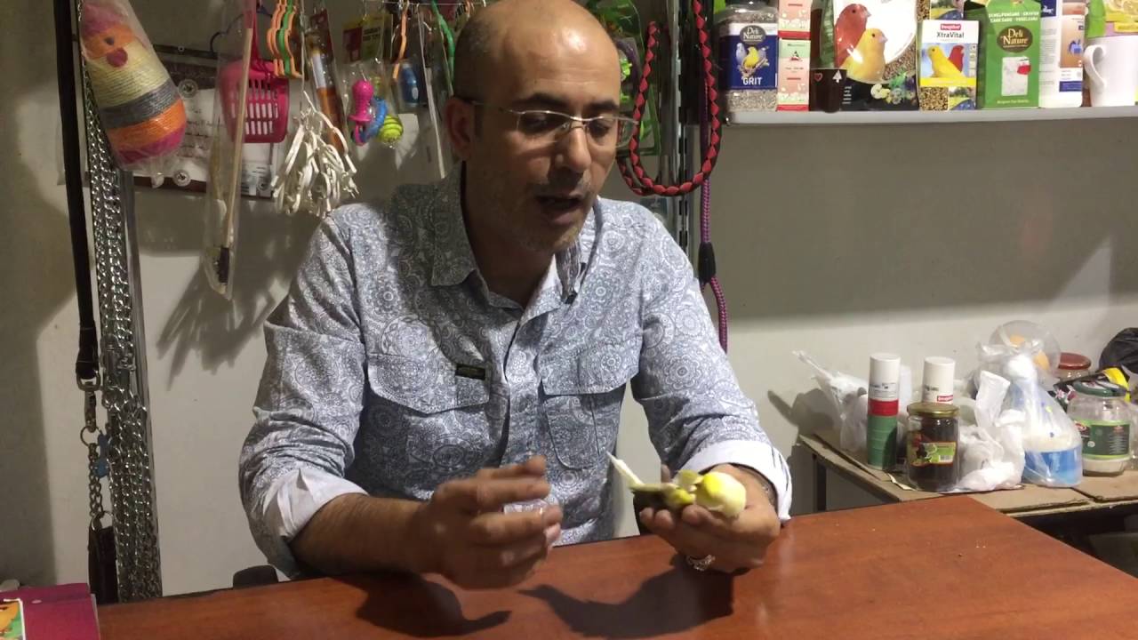 علاج كسر قدم الكناري من الفخذ