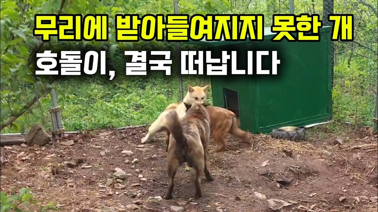 개들의 세계는 인간보다 훨씬 더 냉정합니다