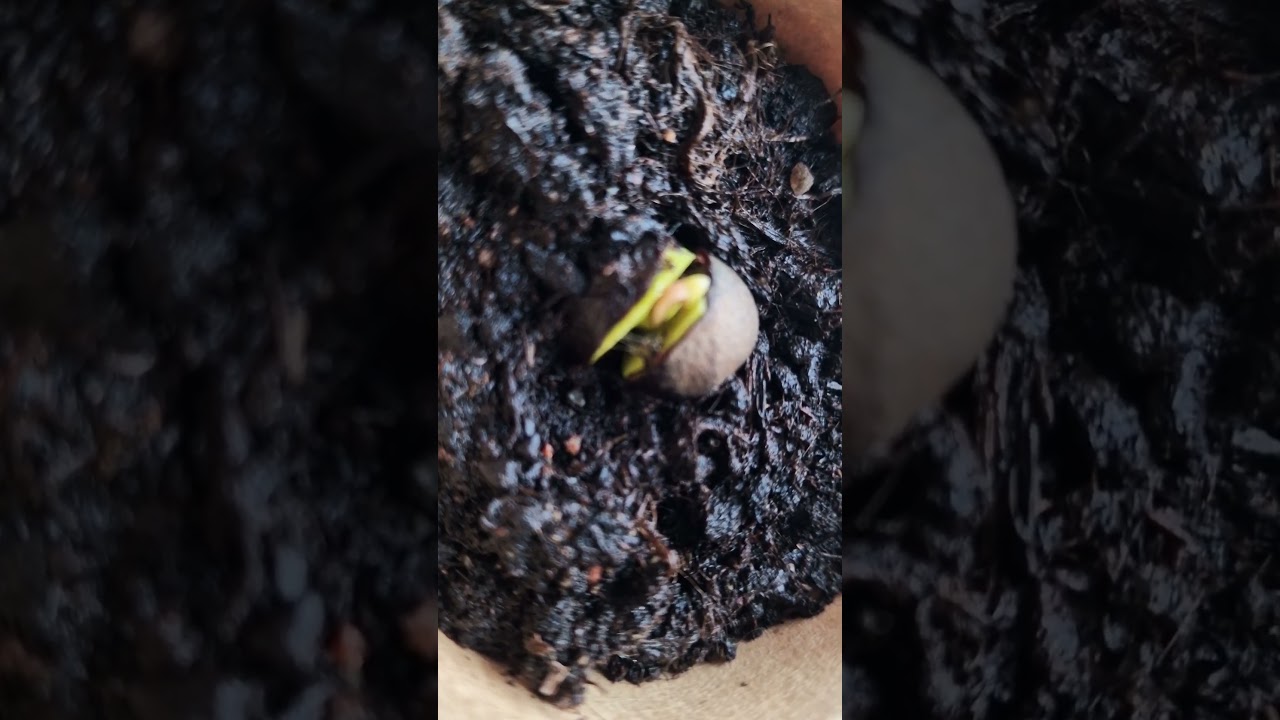 Tea plant seed sprouting #trees #plants #seeds
