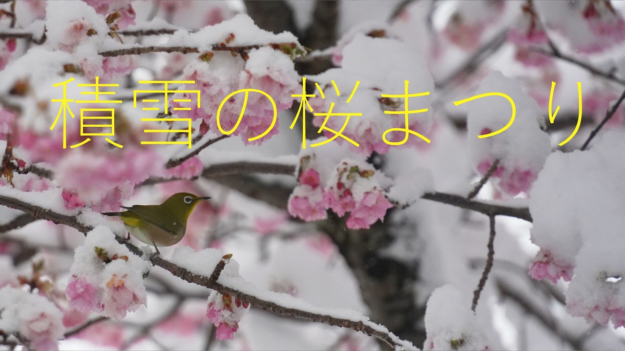 雪景色🌸河津桜🌸 大雪で「まつだ桜まつり」は開催中止に・。まるで雪国のような神奈川県松田町  2026.2.8