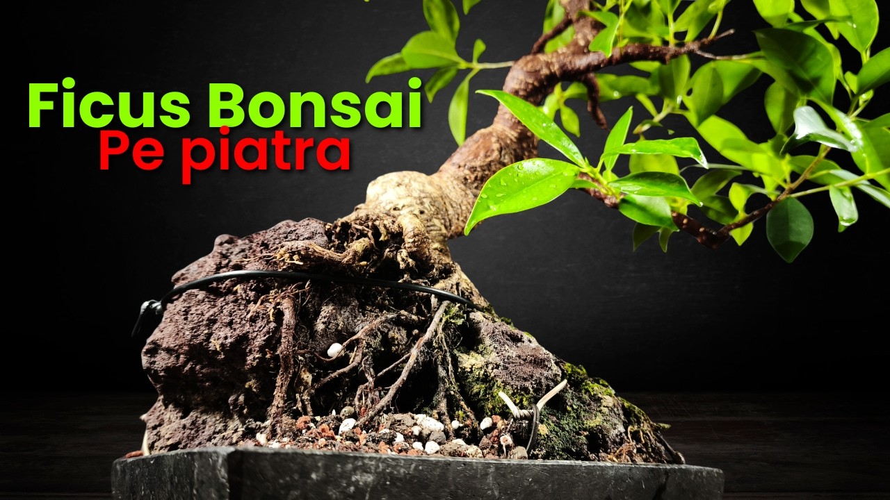 Ficus bonsai plantat pe piatră — replantare și ajustare