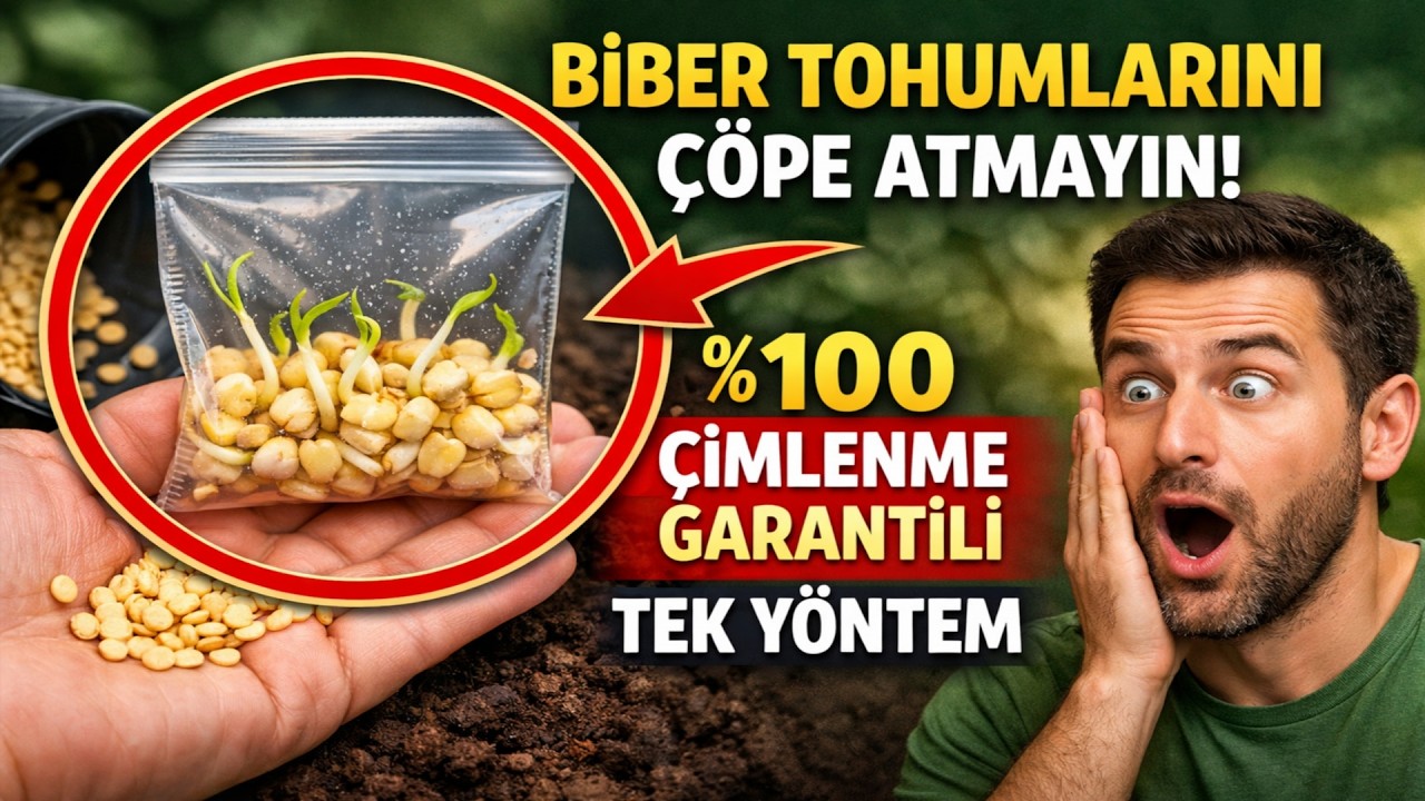 Biber Tohumlarını ÇÖPE ATMAYIN! %100 Çimlenme Garantili TEK Yöntem