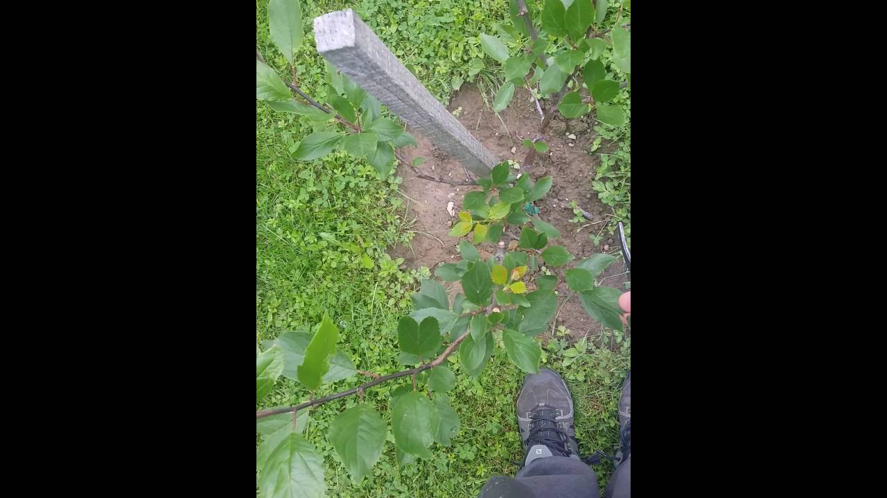 Taille prunier fin de printemps