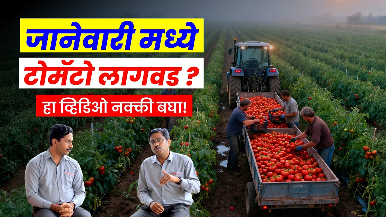 🍅२०२६ टोमॅटो टॉप Variety | 🌞Summer Tomato Farming | टोमॅटो लागवड | Tomato Sheti | AgroStar