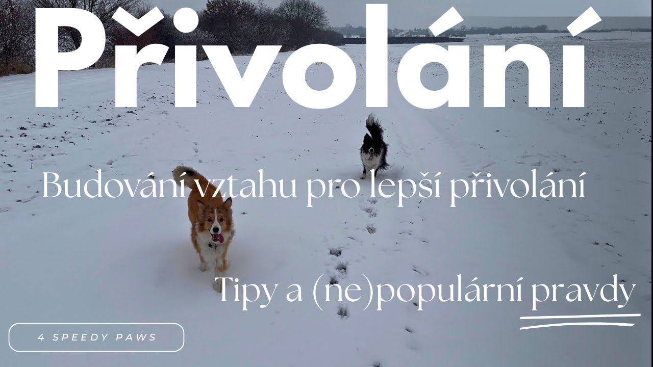 PŘIVOLÁNÍ PSA : Co opravdu potřebujete vědět! Proč vám TOHLE trenéři neřekli dřív?! 🐶🫣