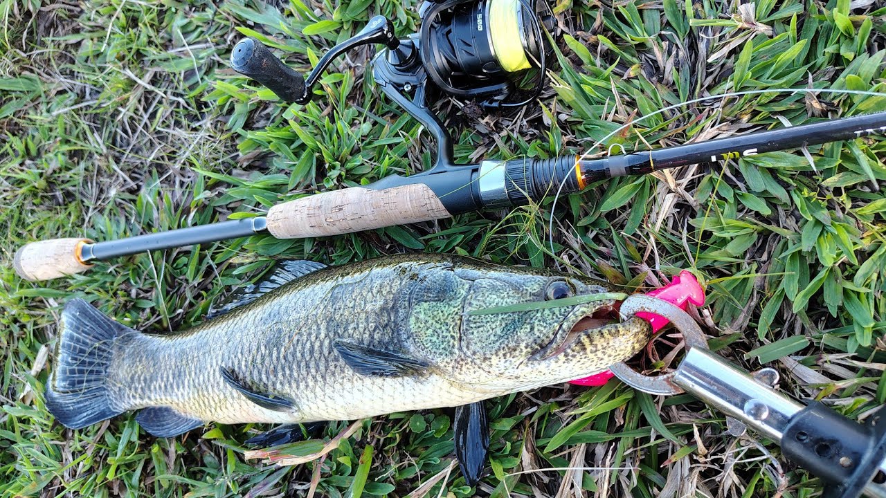 ELAS ESTÃO DE VOLTA! Pesca de traíras com molinete e vara e algumas dicas no decorrer do vídeo!