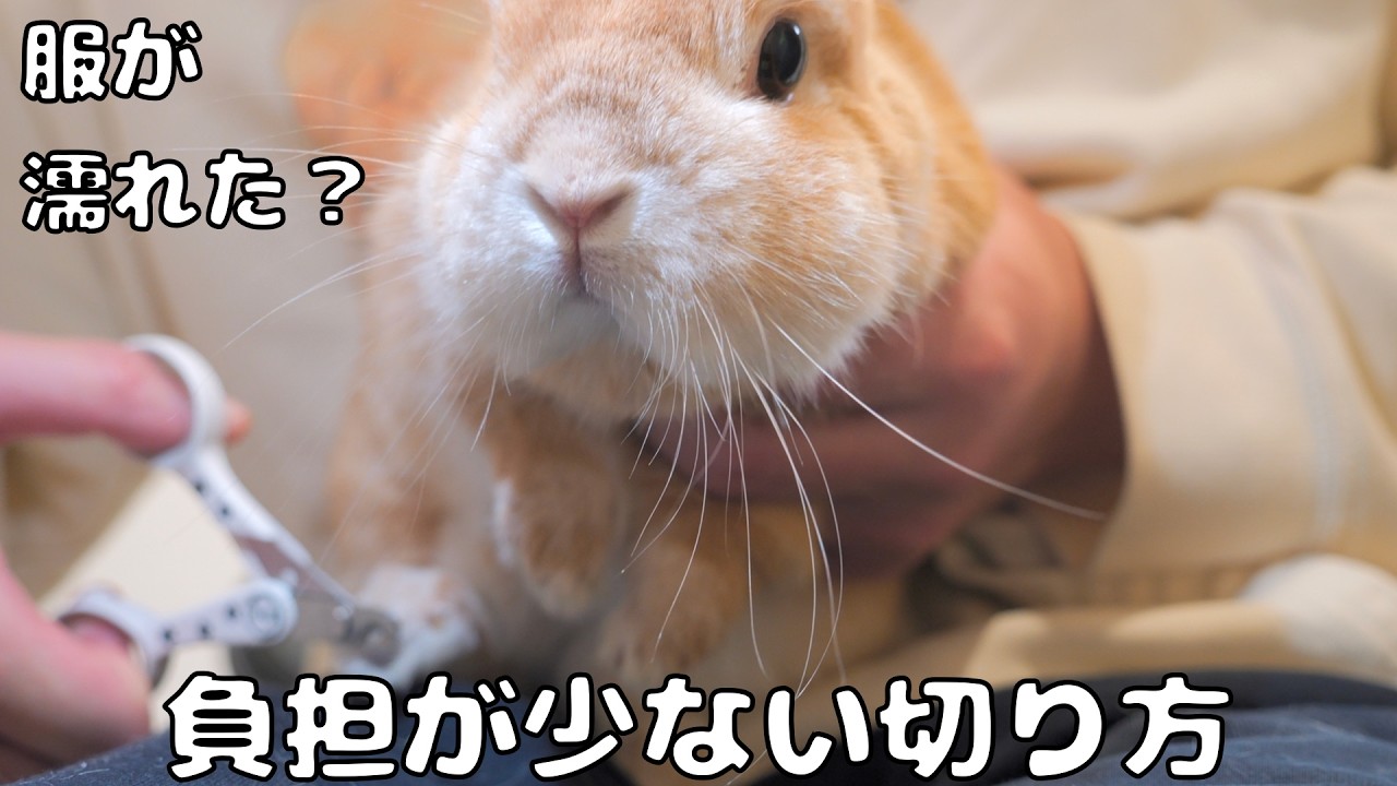 ウサギへの負担が少ない爪切りだったのに、いつの間にか飼い主の服が濡れていました【No.1893】