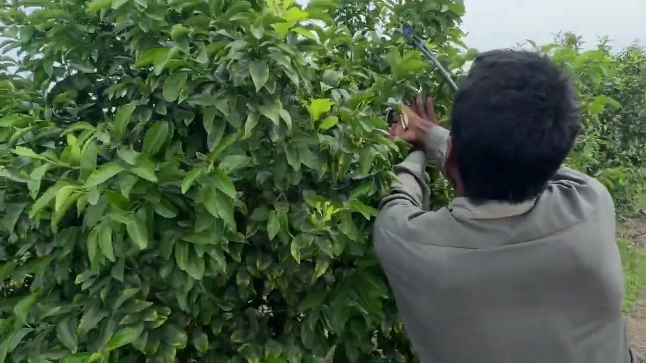 अगस्त के महीने में किन्नू के पौधे की छंटाई (pruning/kataayi) ✂️✂️
