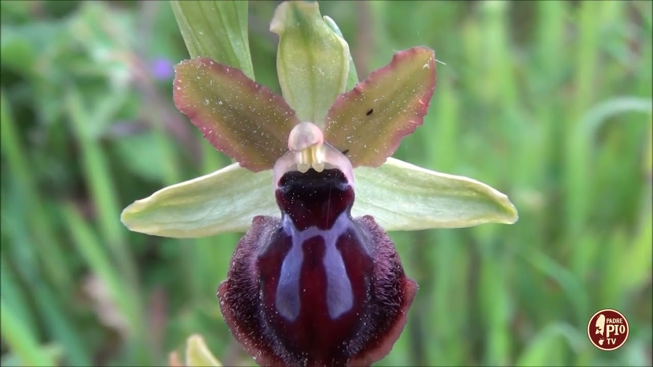 Orchidee spontanee del Gargano. Orazio Armillotta ci presenta la Ophrys Garganica 4 Aprile 2023