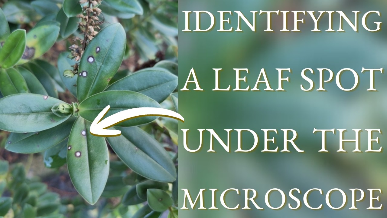 Identifying a Leaf Spot Under the Microscope