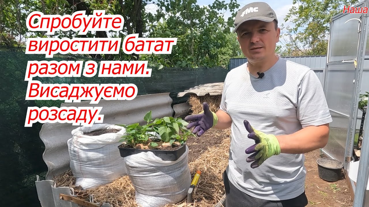 Висаджуємо розсаду батата! Батат- це не картопля!