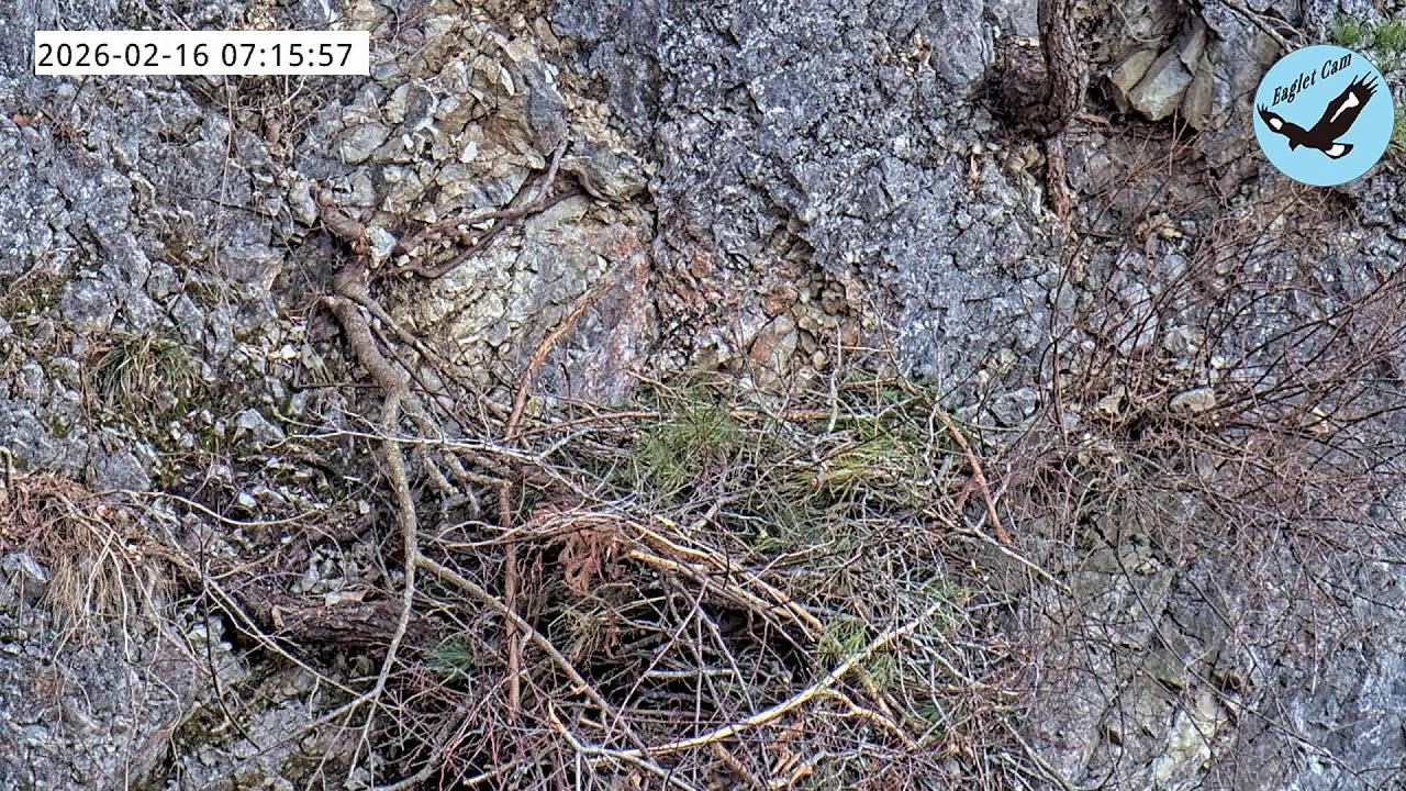 伊吹山のイヌワシ子育てライブC1 2026-02-16_Vol.1 Remote Live Streaming of Golden Eagles in Mt. Ibuki, Japan