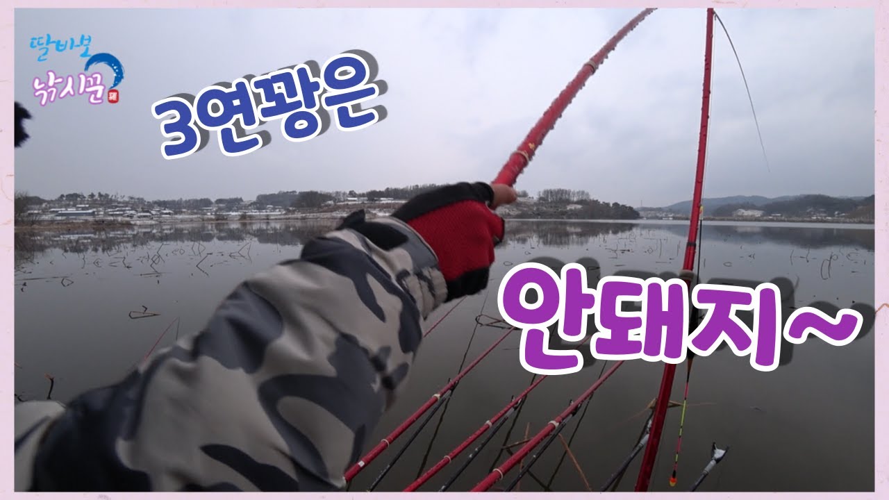 3연꽝은 안돼죠~ 집나간 어복이 돌아오나봐요 ㅎㅎ #홍성 #홍동지 #연밭 #아침장