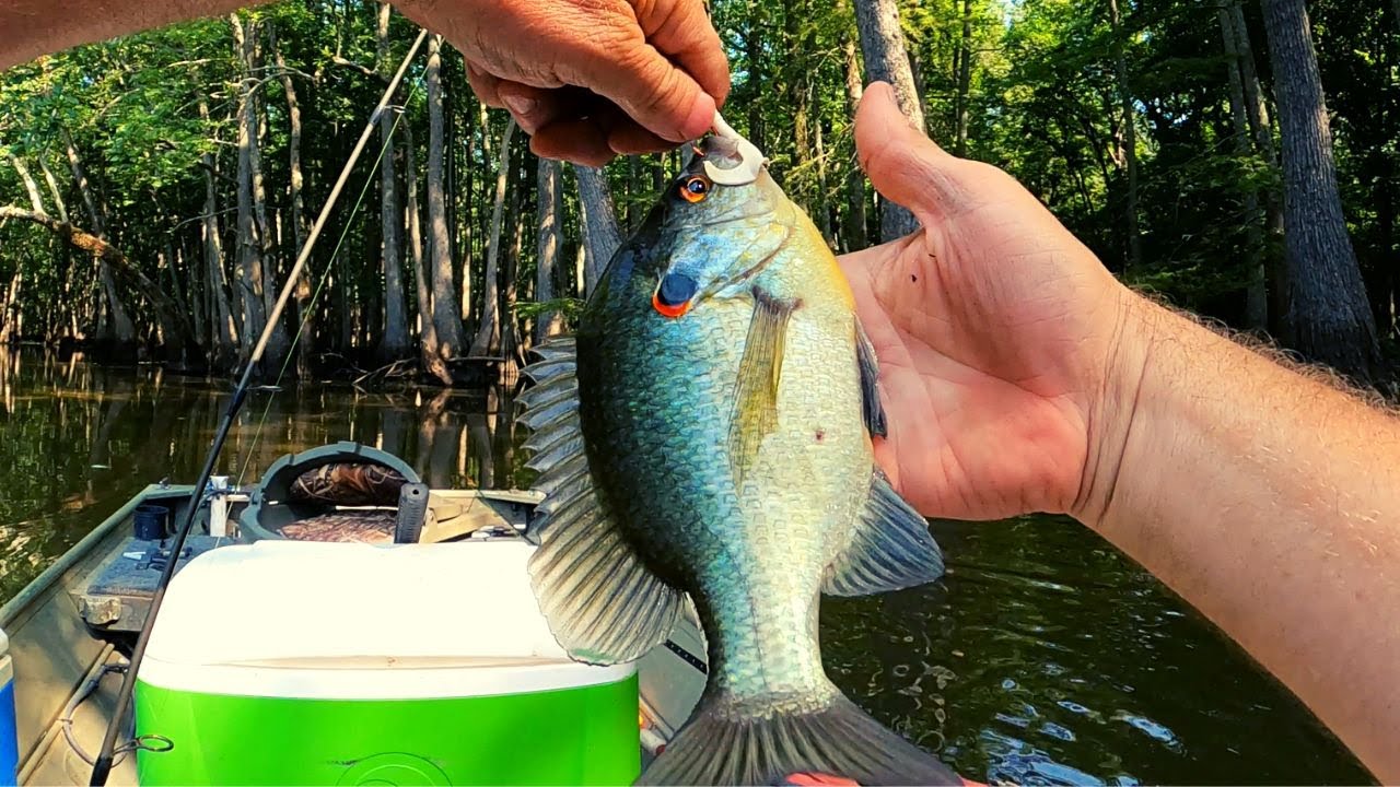 Crystal minnow против спиннинга Johnson Beetle — многовидовая рыбалка