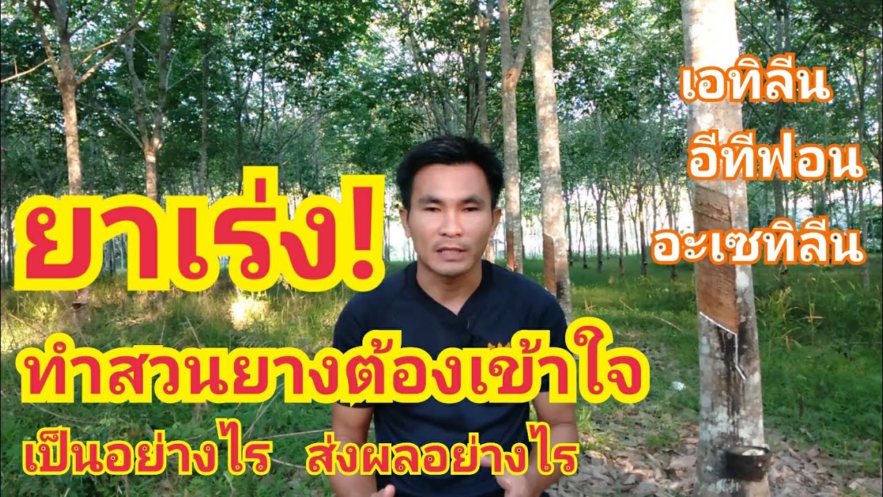 ยาเร่งเรื่องที่ชาวสวนยางต้องเข้าใจ