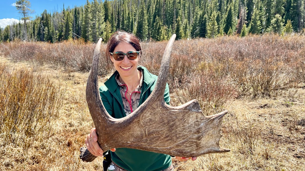 We Found a Moose Paddle Deep in the Wyoming Wilderness!