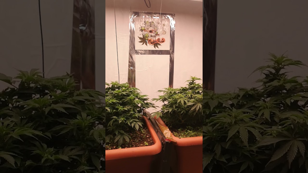 These White Widows Are About to Get Trained! 🌿🔥 (Pre-LST Look)