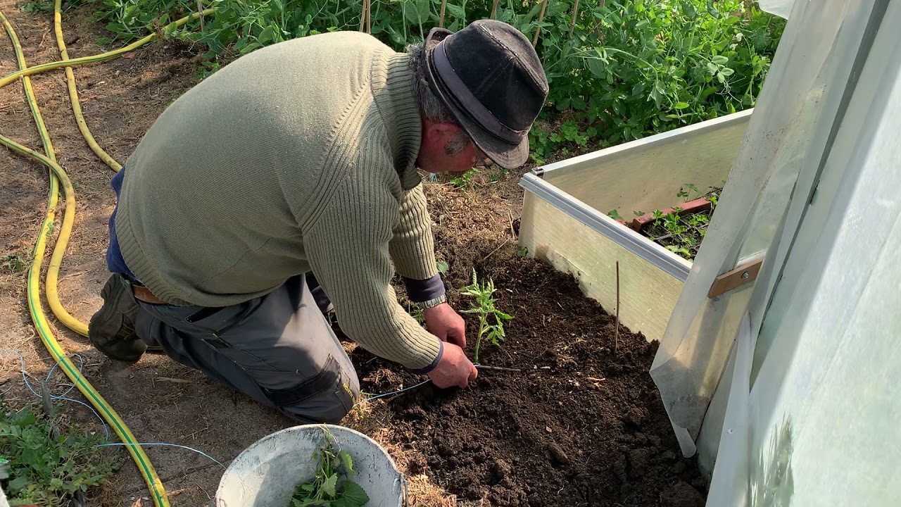 Plantation des tomates