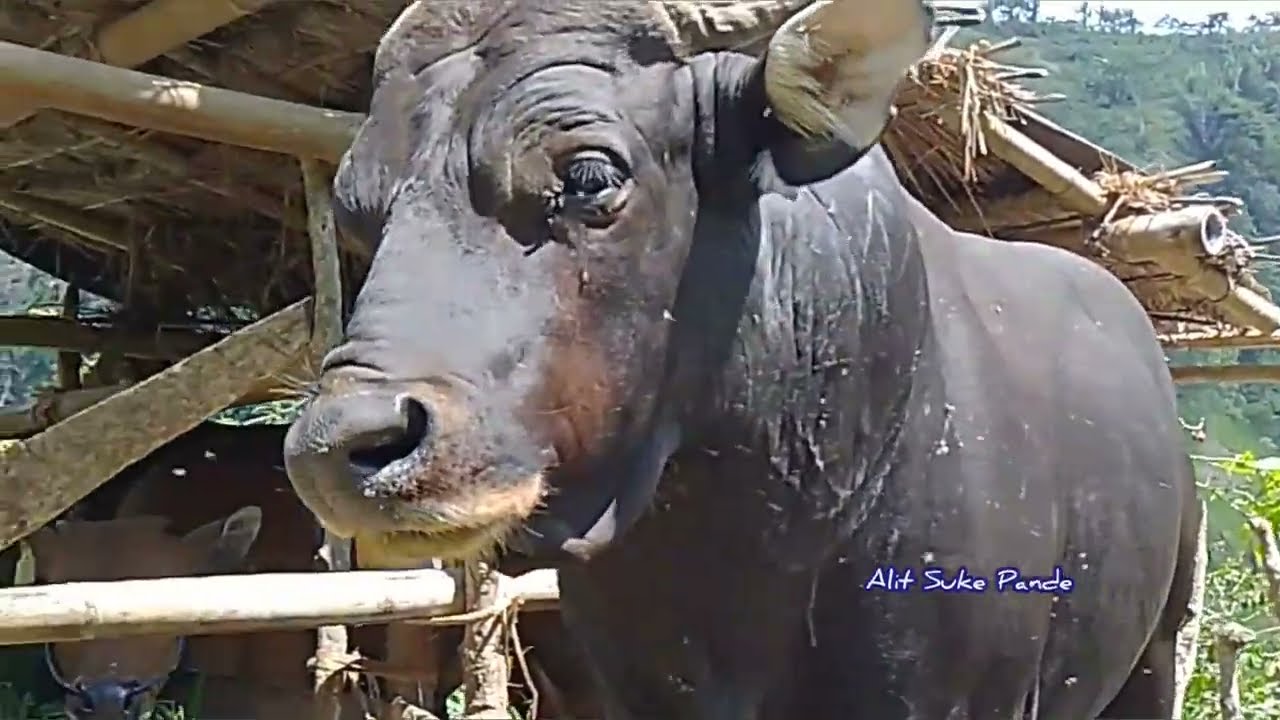 Sapi Bali bosku
