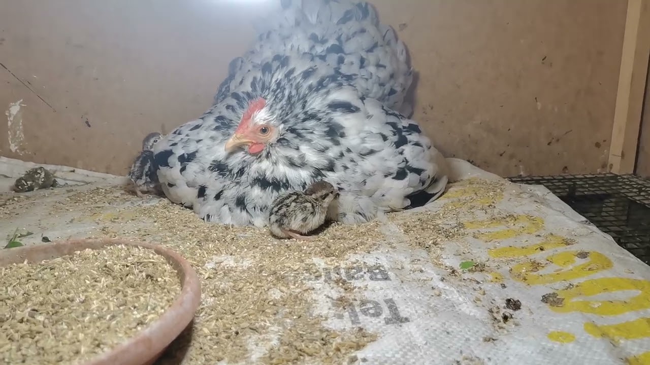 Gurk tavuk keklik yavrusu çıkarırmı? / Gurkların son durumu / Keklik yavruları çıktı🐣#kanatlıkümesim