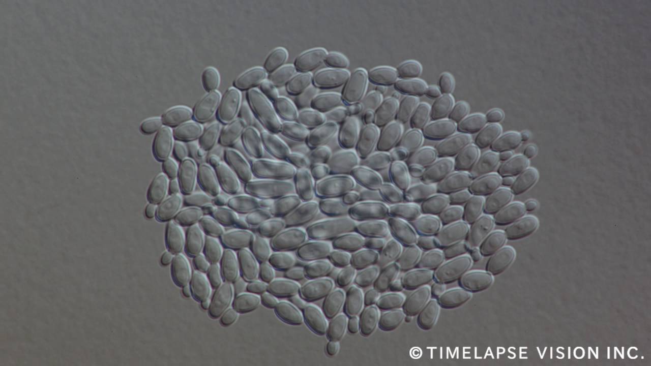 Budding yeast Phase of Candida albicans  -カンジダ・アルビカンスの出芽酵母-