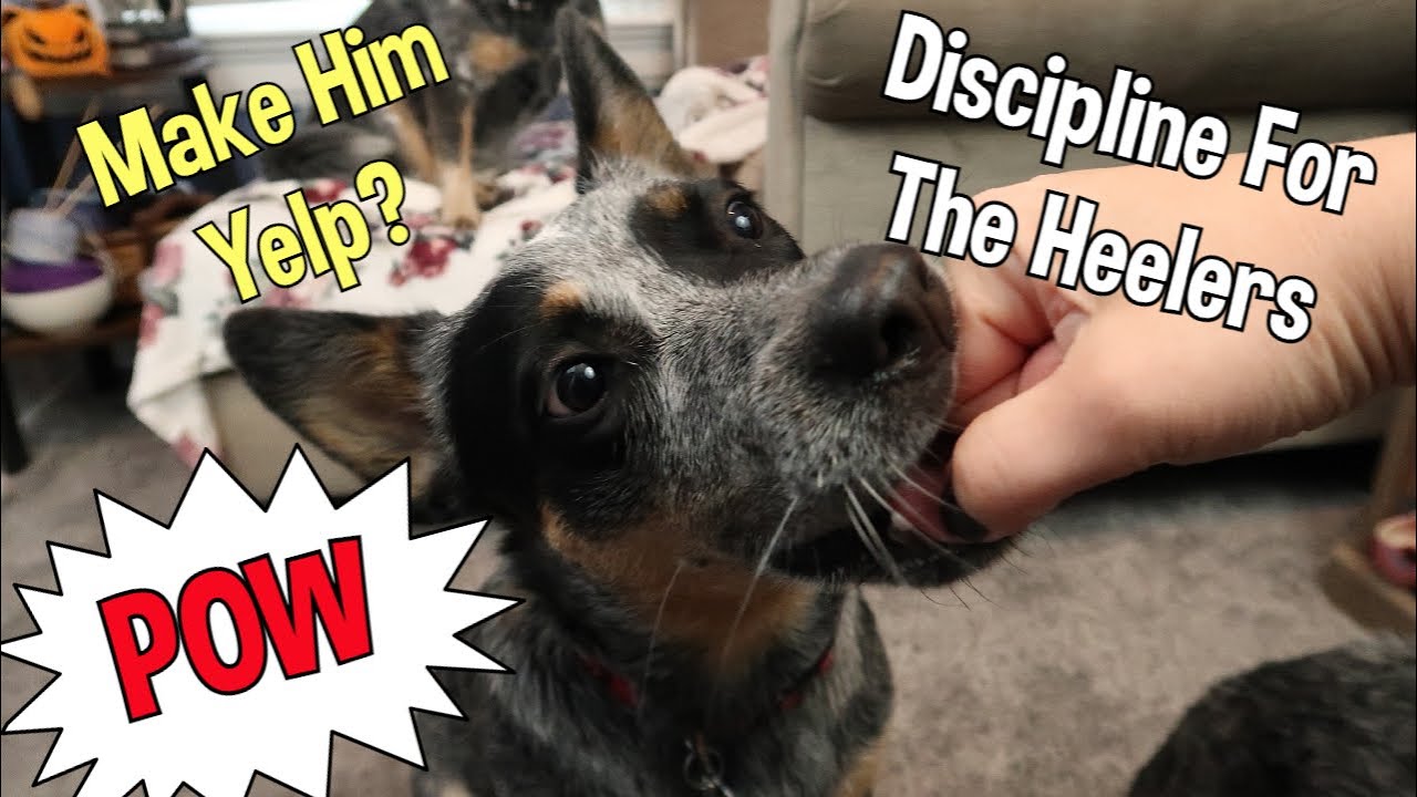 Discipline ~ Alpha Theory ~ Positive Training