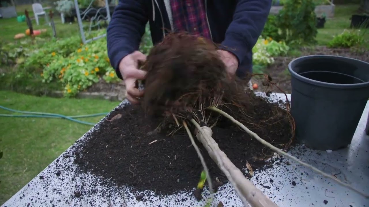 Propagating Apple Tree Root Stock