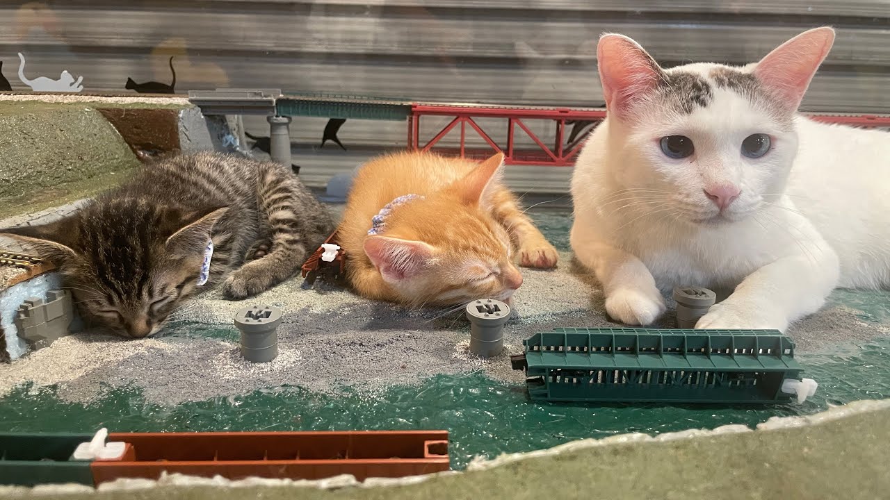 A Place Where Stray Cats Become Family