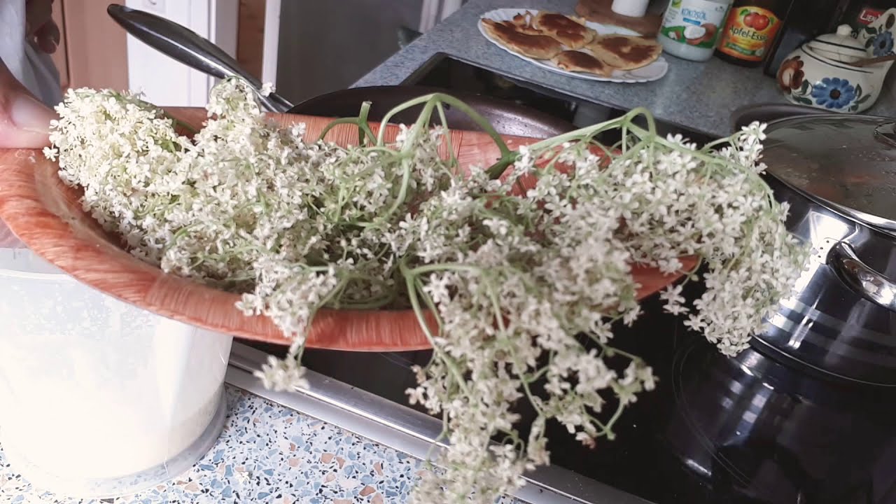 Racuszki z kwiatem  czarnego bzu