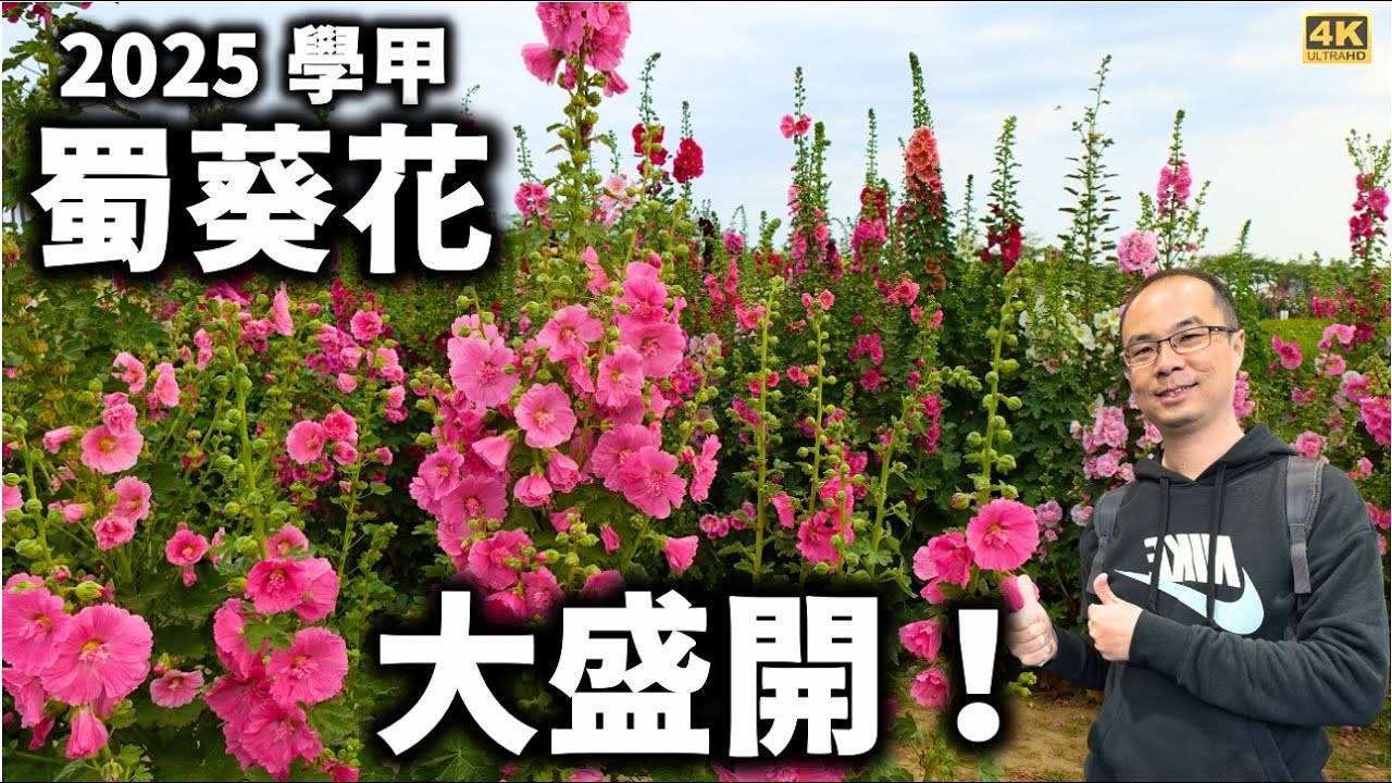 2025學甲【蜀葵花季】五彩繽紛的蜀葵花現正盛開中！彷彿愛麗斯夢遊仙境中的五彩繽紛花園，被熱情洋溢的蜀葵花圍繞！必訪的春天賞花景點
