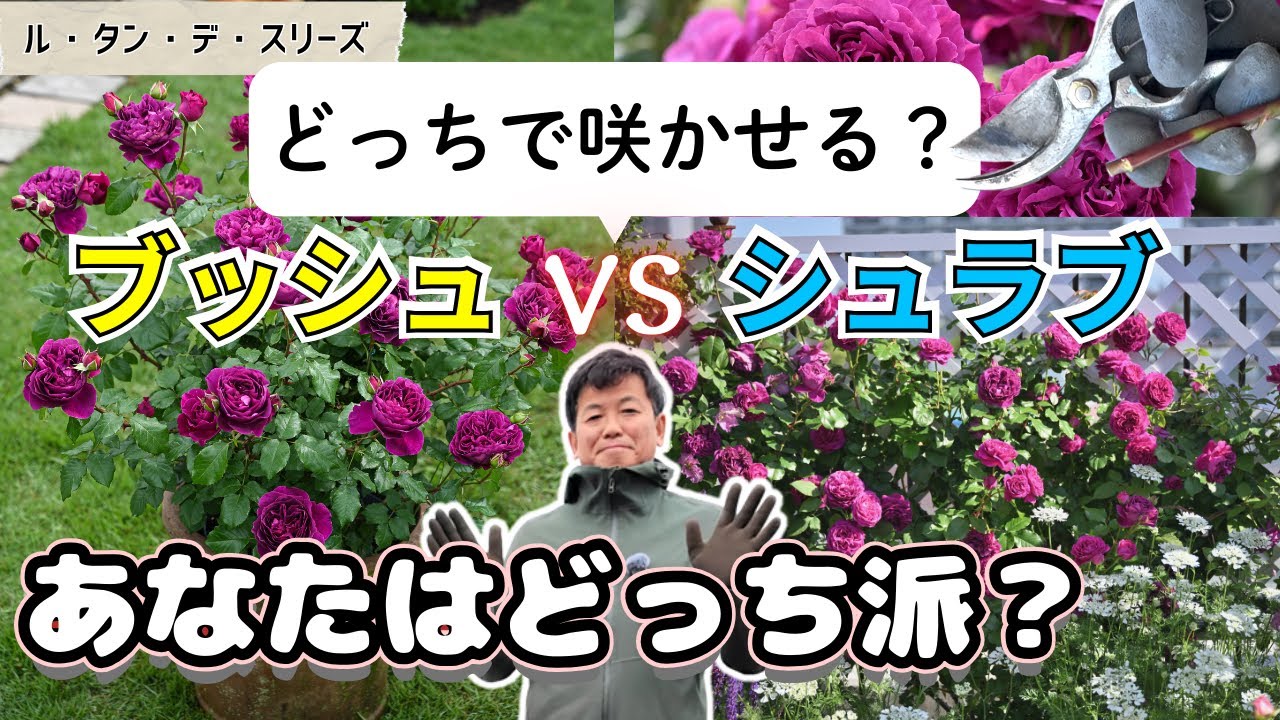 どっちがいいかな？ブッシュVSシュラブあなたはどっち派？ル・タン・デ・スリーズ